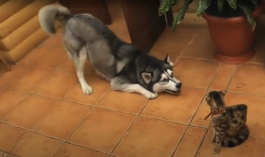 Hunden vil bli venn med katten. Men da får den seg en overraskelse!